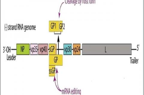 Arrangement of Ebola viral genome