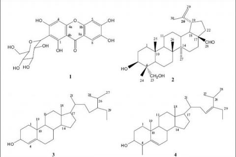 Structures isolated from stem bark extract of Bersama engleriana