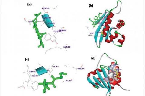 Result of docked conformation of Alpha-mangostin and Panthenol.