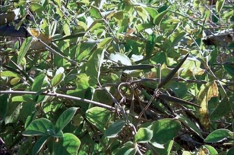 Gymnema sylvestre (Gudmar) plant