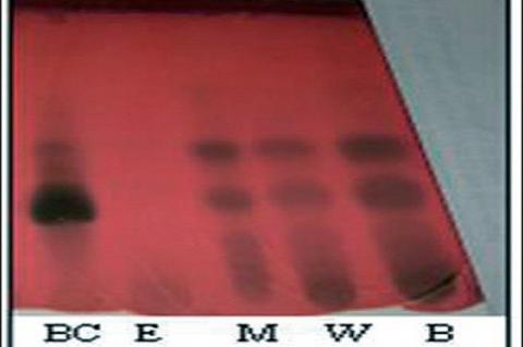 TLC of separated fractions