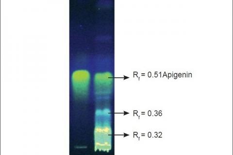 Co-TLC of Standard (STD)-apigenin and MEGA showing three fluorescent spots when observed at 254 nm after derivatisation with NP-PEG reagent.