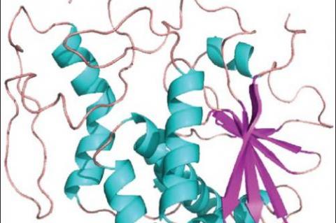 Molecular structure of Ricin. The figure displays the 3D structure of ricin in the secondary structural view