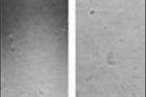 SDS-PAGE of MOL and MOR. 1 mg concentration of each of the samples was loaded onto the 7.5% SDS-PAGE and electrophoresis