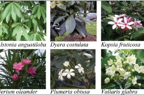 The six Apocynaceae species studied