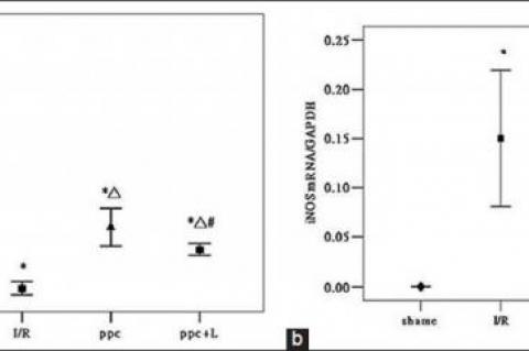 eNOS mRNA statistical analysis (b) iNOS mRNA statistical analysis