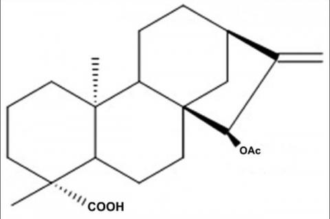 Chemical structure of 15 α-Acetoxy-(-)-kaur-16-en-19-oic acid (xylopic acid)