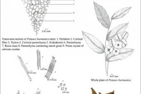 Macroscopic and microscopic characteristics of Pentace burmanica Kurz