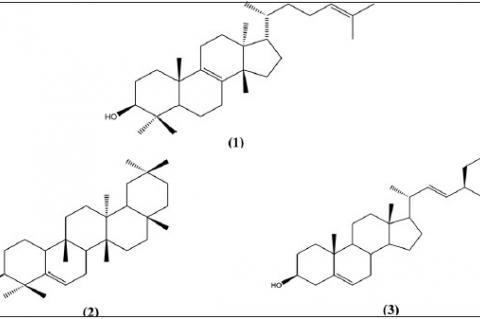 Chemical Constituents from the Leaves of Euphorbia ammak Growing in Saudi Arabia