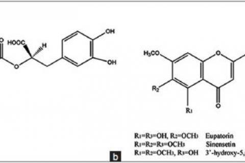 A novel reverse phase high‑performance liquid chromatography method for standardization of Orthosiphon stamineus leaf extracts