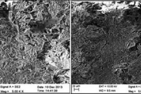 Extraction and elemental analysis of Coleus forskohlii extract