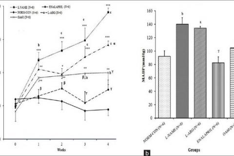 Oleanolic Acid Prevents Increase in Blood Pressure and Nephrotoxicity in Nitric Oxide Dependent Type of Hypertension in Rats