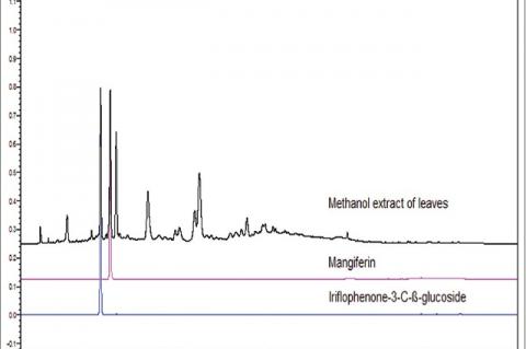 High-performance liquid chromatography chromatograms overlay of standards and Mangifera indica leaf methanol extract