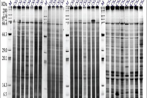 Sodium dodecyl sulfate-polyacrylamide gel electrophoresis protein profiles of natural Cordyceps sinensis obtained from 26 producing areas. M, molecular weights (kDa) of standard marker; CS1 to CS26, Cordyceps sinensis samples from different producing areas