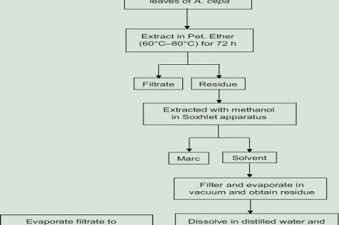 Separation of Ethyl acetate fraction from methanolic extract of leaves of A. cepa