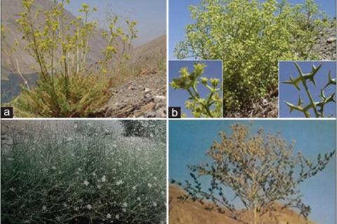 (a) E. cinerea (Boiss.) Hedge and Lamond (picture of author), (b) E. platyloba DC (picture of author), (c) E. orientalis Hedge and Lamond (35), (d) E. sibthorpiana Guss (36)