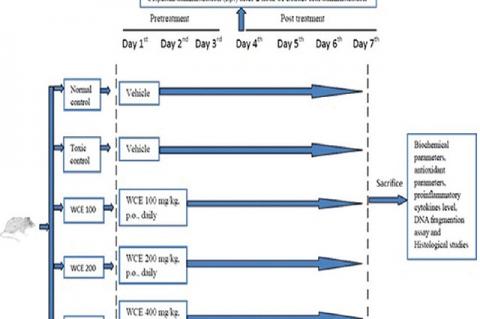 Schematic diagram represents treatment protocol