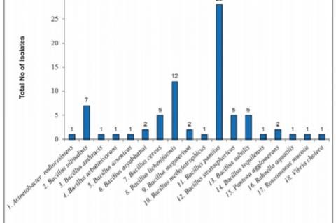Eighteen (18) types of bacterial endophytes found in agarwood-producing Aquilaria species and total number of bacterial endophytes 