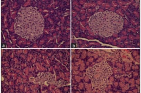 Photomicrograph of pancreas stained with (H and E, ×40). (a) Normal rat receiving distilled water.