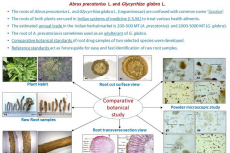 Comparative Macroscopic and Microscopic Characterization of Raw Herbal Drugs of Abrus precatorius L. and Glycyrrhiza glabra L.