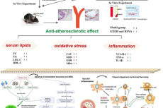 Mechanism of action of Guan-Xin-Er-Hao (GXII) and hydroxysafflor yellow A (HSYA) in ameliorating atherosclerosis in ApoE−/− mice involves antioxidant and anti-inflammatory effects. The figure illustrates the antioxidant and anti-inflammatory mechanisms of Guan-Xin-Er-Hao and Hydroxysafflor Yellow A. By balancing antioxidant enzymes and MDA production; they reduce Reactive Oxygen Species (ROS); thereby alleviating endothelial dysfunction and oxidative stress. ROS-induced inflammation increases VCAM-1 express