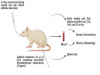 Anti-arthritic Potential of Aqueous and Ethanolic Extracts of Euphorbia helioscopia on Adjuvant-induced Arthritis in Rats