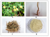 A. Morphology of the plant; B. Fresh roots; C. Dried roots; D. Root powder.