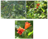 Plant Habitat and close view of Punica granatum L.