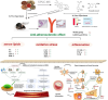 Mechanism of action of Guan-Xin-Er-Hao (GXII) and hydroxysafflor yellow A (HSYA) in ameliorating atherosclerosis in ApoE−/− mice involves antioxidant and anti-inflammatory effects. The figure illustrates the antioxidant and anti-inflammatory mechanisms of Guan-Xin-Er-Hao and Hydroxysafflor Yellow A. By balancing antioxidant enzymes and MDA production; they reduce Reactive Oxygen Species (ROS); thereby alleviating endothelial dysfunction and oxidative stress. ROS-induced inflammation increases VCAM-1 express