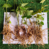 Harvested Plants of Piper longum.