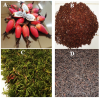 Investigated plant organs. A) Fresh fruits of A. melegueta K. Schum; B) Dried grains of A. melegueta K. Schum; C) Fresh fruits of X. aethiopica (Dunal) A. Rich. and D) Dried fruits of X. aethiopica (Dunal) A. Rich